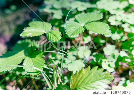 Wild strawberry leaves growing in green grass Wild strawberry leaves growing in green grass 129749879