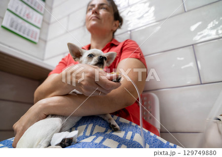 Veterinarian comforting chihuahua dog receiving intravenous therapy Veterinarian comforting chihuahua dog receiving intravenous therapy 129749880