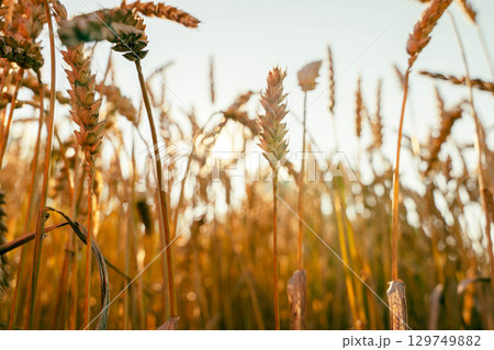 Golden wheat field gently swaying in the warm sunlight at sunset Golden wheat field gently swaying in the warm sunlight at sunset 129749882