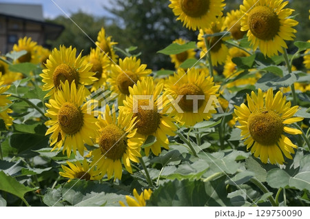 太陽に向かって咲くひまわり 太陽に向かって咲くひまわり 129750090