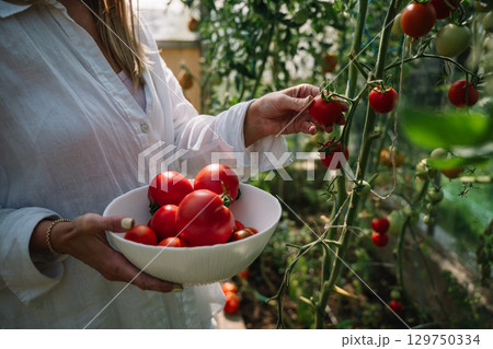 Woman harvesting ripe tomatoes in a greenhouse during a sunny afternoon 129750334