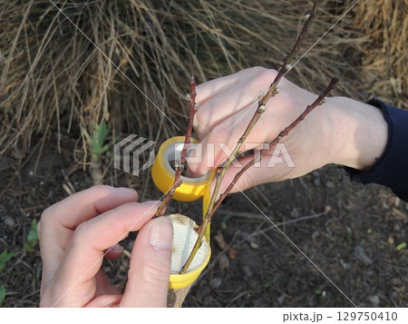 wrapping a thin cut tree trunk with adhesive tape onto which another plant is grafted by joining the cuts in the trunk and branches with swollen buds 129750410