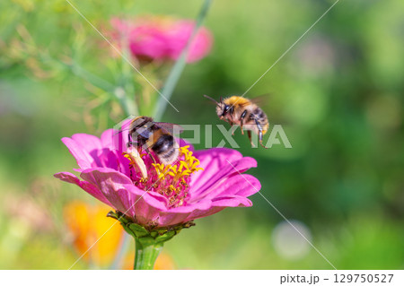 Bumblebees pollinate flowers. One in flight. 129750527