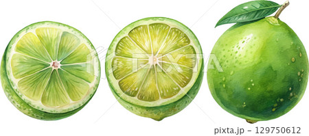 Fresh Limes Watercolor 129750612