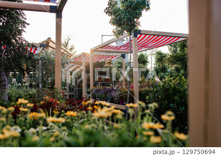 Rows of blooming flowers and plants in outdoor garden centre. 129750694