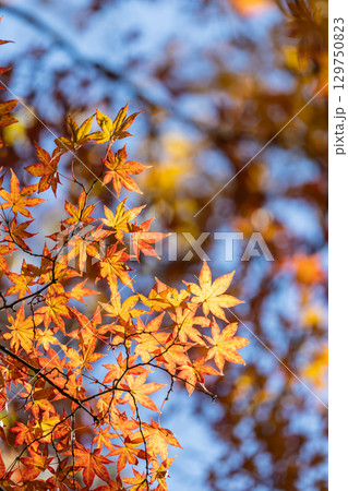 国営武蔵丘陵森林公園の紅葉 国営武蔵丘陵森林公園の紅葉 129750823