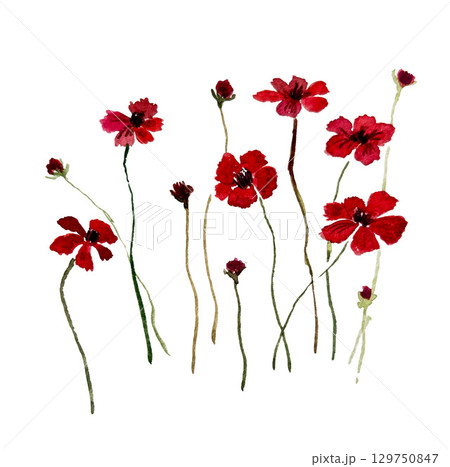 チョコレートコスモス 129750847