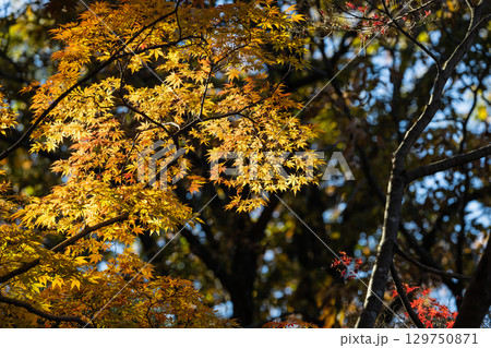 国営武蔵丘陵森林公園の紅葉 国営武蔵丘陵森林公園の紅葉 129750871
