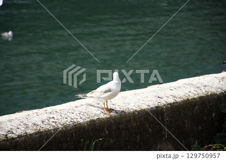 そっぽを向くユリカモメ 129750957