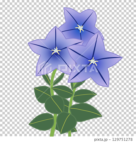 風鈴花的插圖 129751278