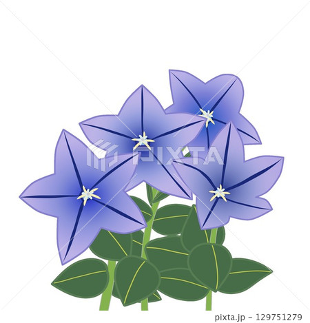 桔梗の花のイラスト 129751279