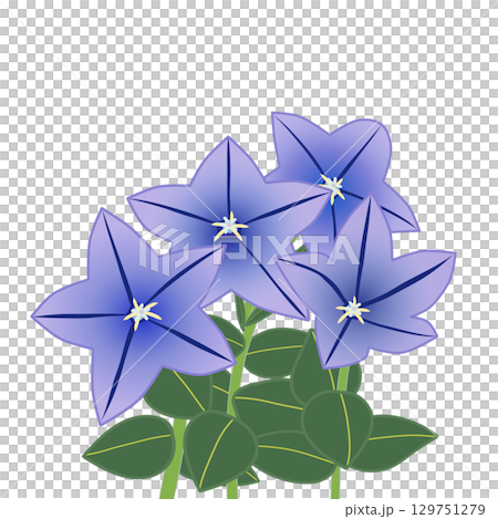 桔梗の花のイラスト 129751279