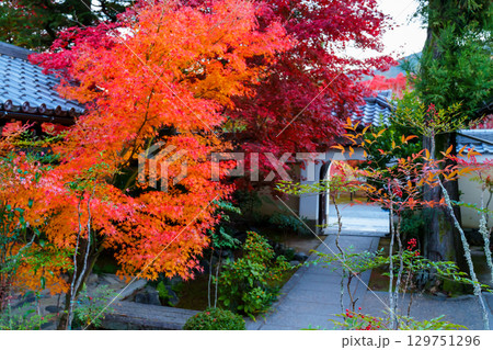 紅葉に包まれた天龍寺の慈濟院 紅葉に包まれた天龍寺の慈濟院 129751296