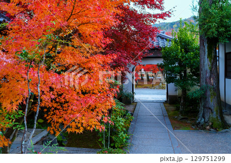 紅葉に包まれた天龍寺の慈濟院 紅葉に包まれた天龍寺の慈濟院 129751299