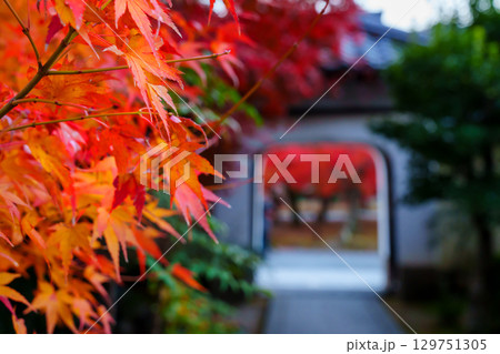 紅葉に包まれた天龍寺の慈濟院 129751305
