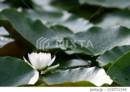 白い蓮の花 白い蓮の花 129751340