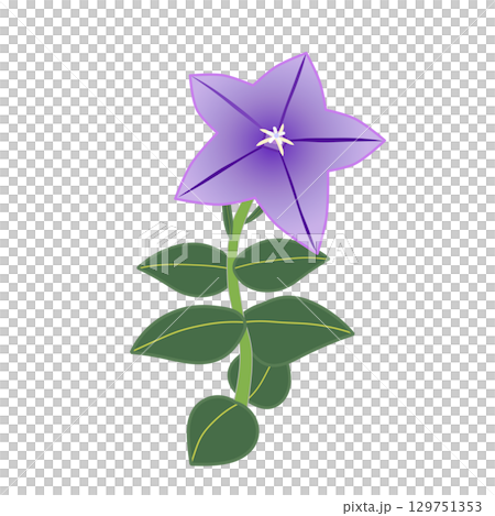 Illustration of bellflower flower 129751353