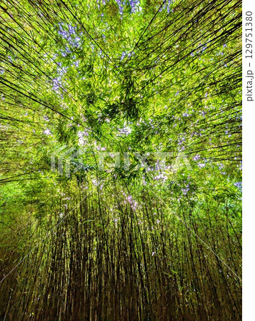Bamboo forest Bamboo forest 129751380
