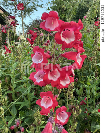 Bellflower - Penstemon campanulatus Bellflower - Penstemon campanulatus 129751533