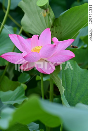 葉の間から顔を出した蓮の花 葉の間から顔を出した蓮の花 129751551
