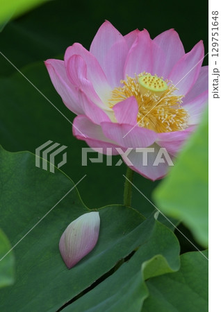 蓮の花のある風景 129751648
