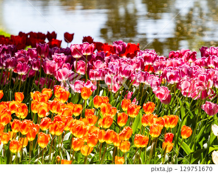 春爛漫　カラフルで楽しい満開のチューリップ畑 129751670