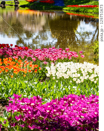 春爛漫　カラフルで楽しい満開のチューリップ畑 129751673