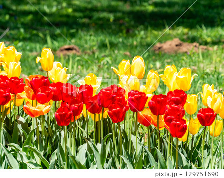 春爛漫　カラフルで楽しい満開のチューリップ畑 129751690