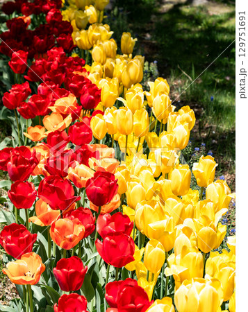 春爛漫 カラフルで楽しい満開のチューリップ畑 春爛漫 カラフルで楽しい満開のチューリップ畑 129751691