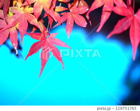 青空に映える紅葉 129751765