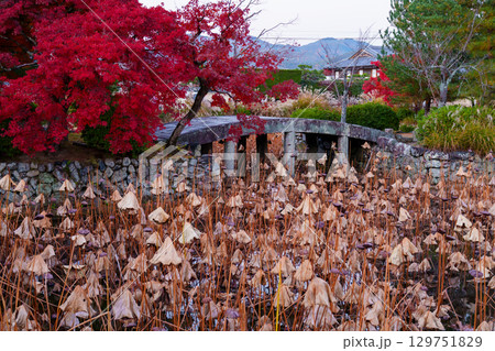 京都 天龍寺 放生池 京都 天龍寺 放生池 129751829