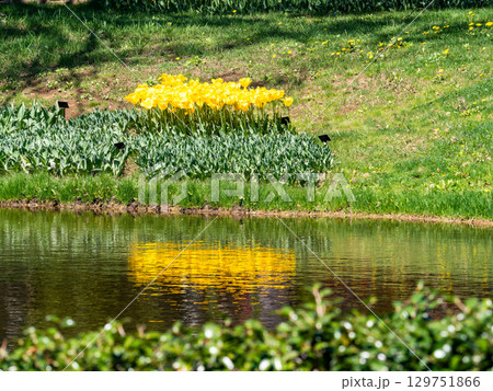 春爛漫　カラフルで楽しい満開のチューリップ畑 129751866