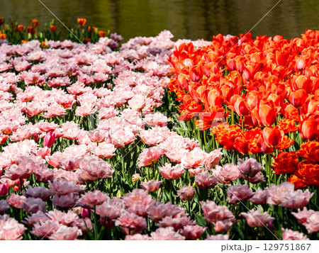 春爛漫 カラフルで楽しい満開のチューリップ畑 春爛漫 カラフルで楽しい満開のチューリップ畑 129751867