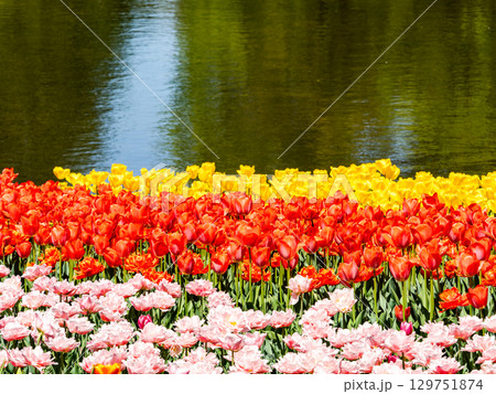 春爛漫 カラフルで楽しい満開のチューリップ畑 春爛漫 カラフルで楽しい満開のチューリップ畑 129751874