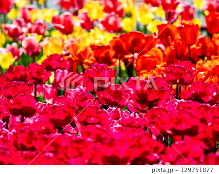 春爛漫 カラフルで楽しい満開のチューリップ畑 春爛漫 カラフルで楽しい満開のチューリップ畑 129751877