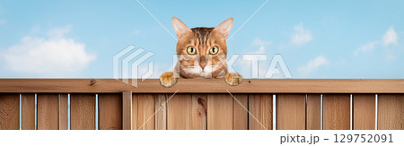 Bengal cat peeking out from behind a fence 129752091