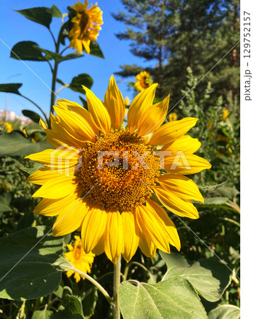 sunflower in the field sunflower in the field 129752157