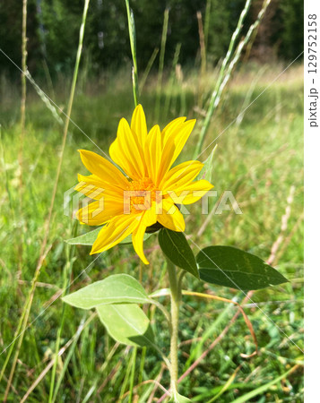 sunflower in the field sunflower in the field 129752158
