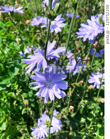 blue cornflower flower in the garden, close up view blue cornflower flower in the garden, close up view 129752208