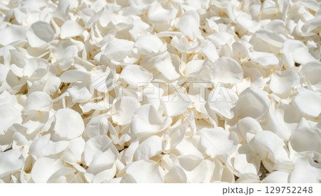 《AI画像》敷き詰められた真っ白な薔薇の花びら 129752248