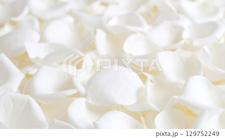 《AI画像》敷き詰められた真っ白な薔薇の花びら 129752249