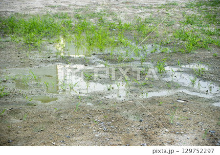 雨上がりの空地の水たまり 129752297