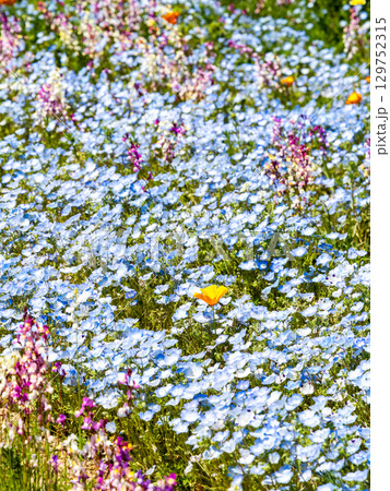 初夏の美しい景色　カラフルで楽しい満開のネモフィラとポピー 129752315
