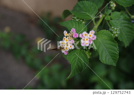 七変化ランタナの花 七変化ランタナの花 129752743