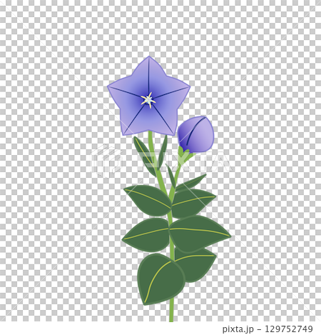 風鈴草的插圖 129752749