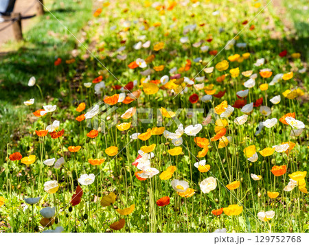 春の花壇に咲く、ポピーの花 129752768