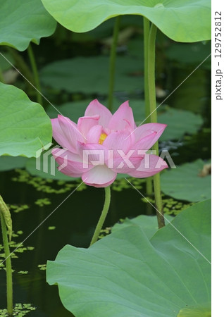 蓮の花 蓮の花 129752812