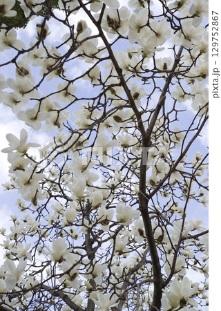 青空の下にハクモクレンの白い花が咲いています。学名はMagnolia denudataです。 129752867