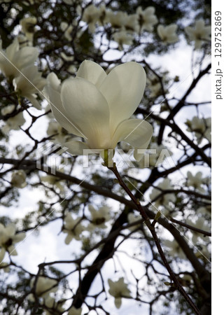 青空の下にハクモクレンの白い花が咲いています。学名はMagnolia denudataです。 129752869