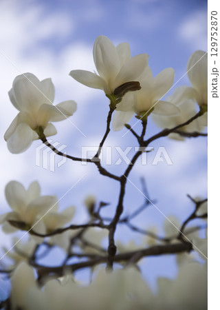 青空の下にハクモクレンの白い花が咲いています。学名はMagnolia denudataです。 青空の下にハクモクレンの白い花が咲いています。学名はMagnolia denudataです。 129752870